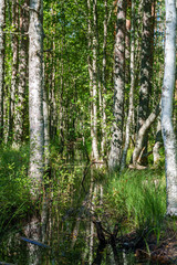 Obraz premium Sunny birch forest with vibrant green sphagnum moss and tall grass in a pristine Estonian bog landscape