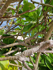 Fototapeta premium Detail of Mexican Coastal Vegetation with Glimpse of Blue Sky and Beach in the Background