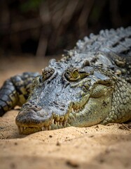 Fototapeta premium Close-up of a reptile with rough, textured skin resting in the sand