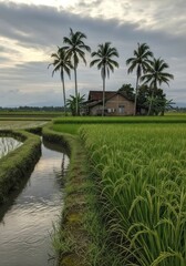 Obraz premium Serene Indonesian Rice Paddy Field with Traditional House and Coconut Palms at Dusk