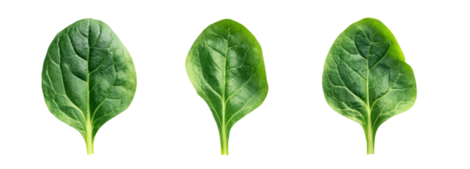 Fresh spinach leaves on a transparent background nature photography healthy lifestyle