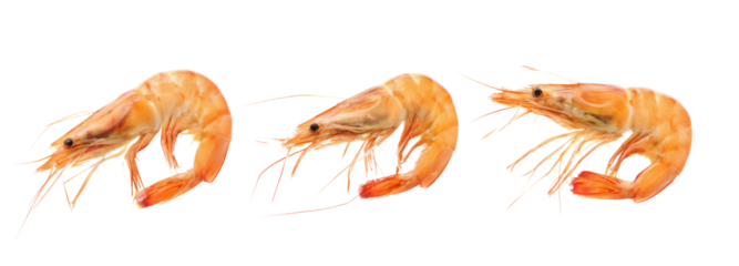 Fresh shrimp seafood trio transparent background high-quality image culinary delight