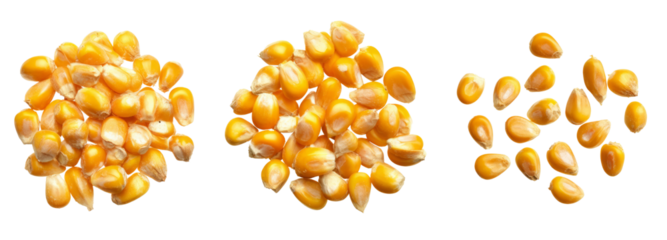 Harvesting golden corn kernels in agriculture field - food images on transparent background