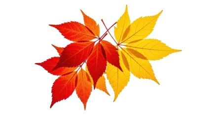 Autumn Leaves Red Yellow White Background