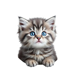 A cute kitten with blue eyes and a pink nose on transparent background