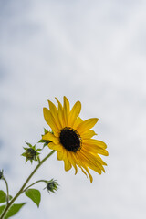 Single Sunflower Blooming Against Clear Sky Background