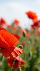 Fototapeta premium Red Poppies Field Summer Nature