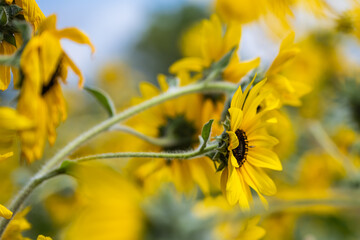 Group of Yellow Sunflowers with Soft Focus Background