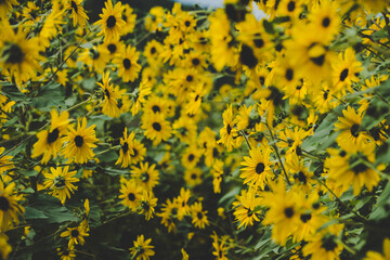 Dense Yellow Sunflowers Blooming in Natural Field