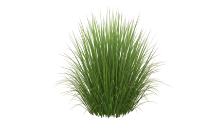 Vibrant fresh green ornamental grass cluster thriving naturally, perfect for diverse landscape design projects and adding organic beauty to various natural environment compositions