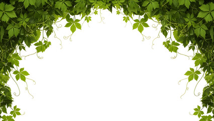 Vibrant green climbing plant foliage with delicate tendrils forming an elegant natural arch design element ideal for organic backgrounds botanical borders and fresh decorative overlays
