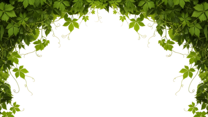 Vibrant green climbing plant foliage with delicate tendrils forming an elegant natural arch design element ideal for organic backgrounds botanical borders and fresh decorative overlays