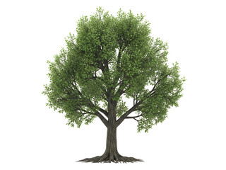 Vibrant green deciduous tree with a strong textured trunk and detailed root system standing isolated for botanical studies environmental projects and landscape design elements