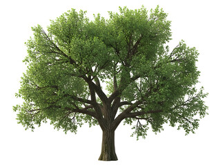 A beautifully detailed green tree with lush foliage and a strong trunk standing tall, representing nature's vitality and perfect for environmental design and landscaping projects