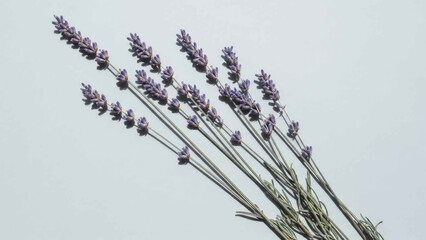 Fresh Purple Lavender Sprigs Isolated on White Background Minimalist Herbal Close Up