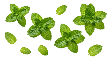 Fresh Green Mint Leaves isolated on a transparent background