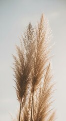 Fototapeta premium Pampas Grass Close Up Soft Light