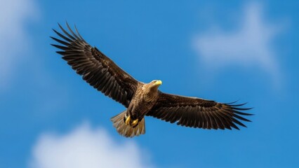 Fototapeta premium A magnificent avian predator soaring effortlessly across the vast expanse of a clear blue sky