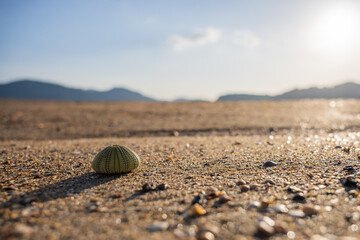 Sea Urchin on Sandy Beach with Soft Focus Mountain Background