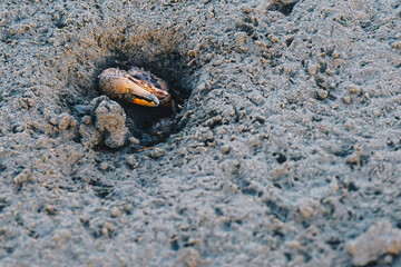 Fiddler Crab Emerging from Mud Burrow at Low Tide