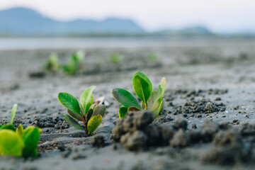 Young Mangrove Seedlings Emerging from Coastal Mudflat
