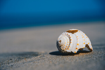 Seashell on Smooth Sand with Blue Ocean Background