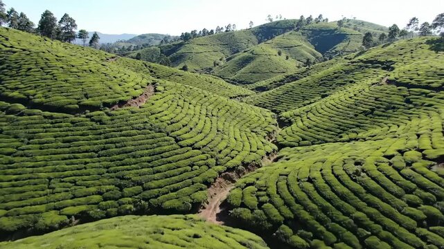 Breathtaking aerial sweeping shot over emerald green tea plantations covering endless contoured hills during bright daylight lanka, serene, vibrant