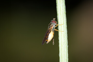 Close up of Melangyna novaezelandiae, commonly referred to as the large hoverfly