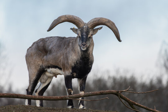 himalayan blue sheep drawing