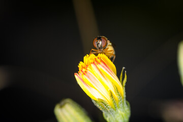 Close up of Melangyna novaezelandiae, commonly referred to as the large hoverfly, feeding on pollen
