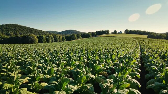 Scenic view of a tobacco field on a sunny day with lush green plants and rolling hills in the background