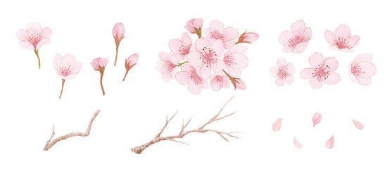 水彩で描いた桜のセットHigh quality-300dpi- © URU