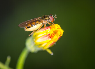 Close up of Melangyna novaezelandiae, commonly referred to as the large hoverfly, feeding on pollen