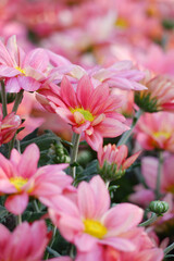 Fototapeta premium Peach pink color chrysanthemum. Chrysanthemum (also known as florist's daisy and hardy garden mum, or in China juhua) is a species of perennial plant from family Asteraceae.
