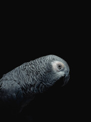 Obraz premium A side profile of an African Grey parrot, highlighting the beautiful scalloped pattern of its silver-grey feathers.