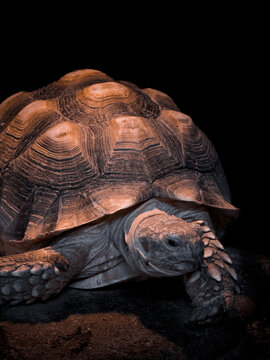 A close-up of a tortoise, emphasizing the geometric, layered patterns of its shell and its scaly legs.