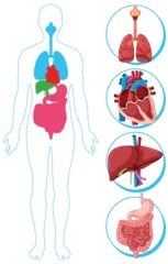 Selbstklebende Fototapeten Kinder Human Body Diagram with Highlighted Internal Organs  © GraphicsRF