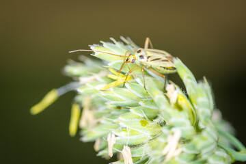 Close up of Stenotus binotatus, commonly known as the Slender crop mirid
