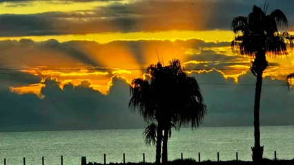Fototapete Palme sunset in the field  © Guido