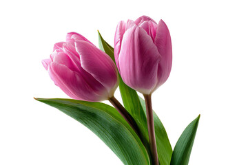 Fototapeta premium Close-up of Pink Tulips on White Background