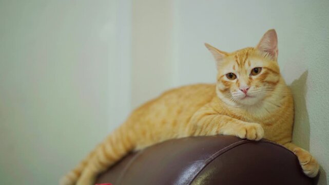 Orange tabby cat lounging couch backrest relaxed and curious expression soft indoor light orange tabby cat relaxed sofa with warm indoor light and soft wall background creating cozy calm mood orange