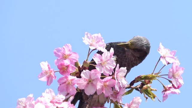 満開の早咲き桜、河津桜の花蜜を食べるヒヨドリのクローズアップ 4K