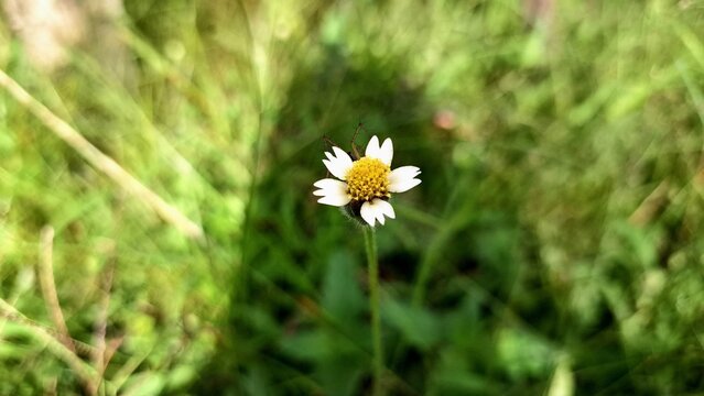 Wild Tridax Procumbens Flower Tridax Daisy Coatbuttons Weed White Yellow Petals Herbal Natural Remedy