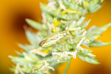 Close up of Stenotus binotatus, commonly known as the Slender crop mirid