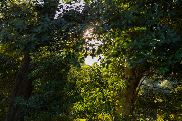 Obraz premium 葉と光