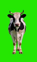 Dairy Cow Standing Green Bg.