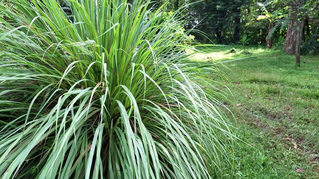 Organic Lemongrass Cymbopogon Citratus Herb Plant for Cooking Tea and Herbal Therapy