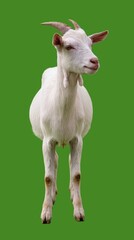 White Goat Standing on Green.
