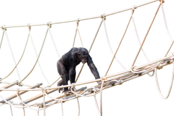 A chimpanzee is walking on a man-made rope bridge against a white background.