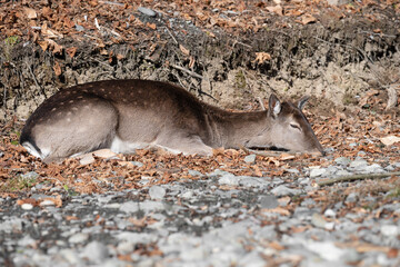 Resting Fallow Deer Doe in an autumn  Forest Environment